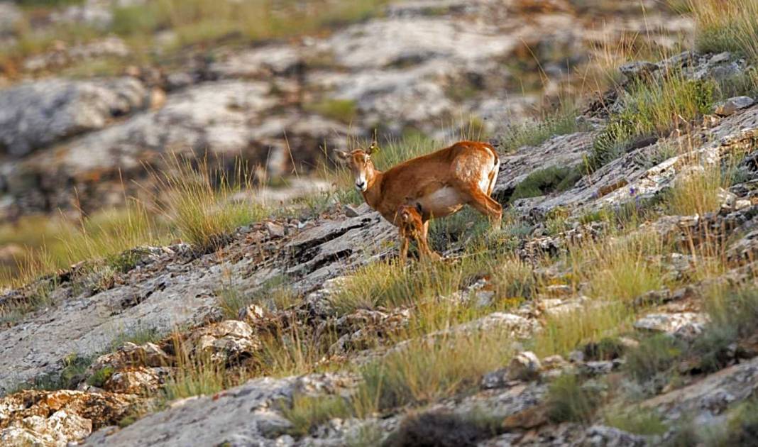 Nesli tehlikedeydi, Konya’da doğaya yeni umut oldular 4